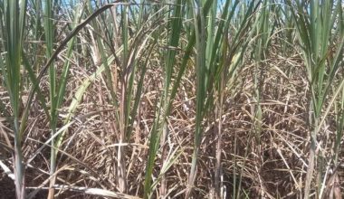 लकडाउनले उखु किसान मारमा