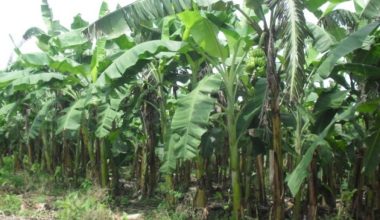 हावाहुरीद्वारा केराखेती नोकसानी