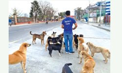 लकडाउनः  नबोल्ने पशुपक्षी र प्राणी भोकभोकै