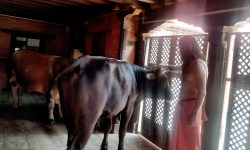 काठमाडौँको पशुपति क्षेत्रमा साधुसन्त बस्ने कुटियामा साँढे