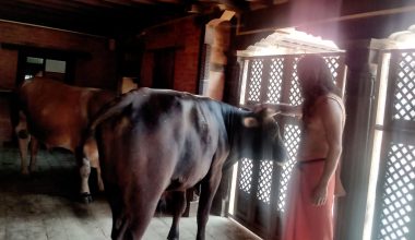 काठमाडौँको पशुपति क्षेत्रमा साधुसन्त बस्ने कुटियामा साँढे