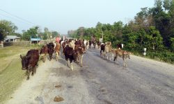 छाडा चौपायाले किसानलाई सास्ती