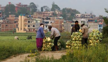 तरकारी  बजार लैजान तयार गर्दै  कृषक