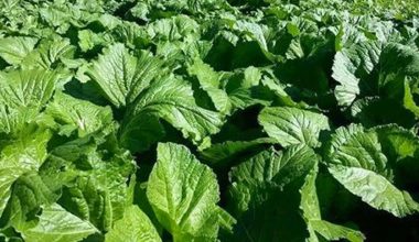 बजारबासीलाई हरियो साग निःशुल्क