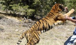 बाघको आक्रमणबाट एकको मृत्यु