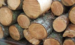 कर्मचारीको मिलोमतोमा बन्दाबन्दीको मौका छोपी वन कटानी र काठ चोरी तीव्र