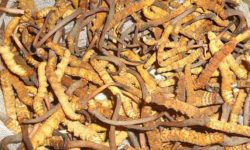 कोरोनाका कारण यार्सा टिप्न प्रतिबन्ध