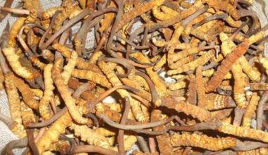 कोरोनाका कारण यार्सा टिप्न प्रतिबन्ध