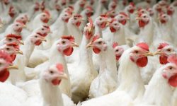 कुखुरा व्यवसायमा दैनिक एक करोड भन्दा बढी घाटा