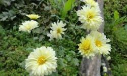 सुकेर जान थालेका फूल हेर्दै चित्त बुझाउँदै किसान