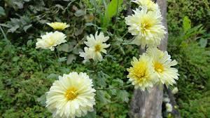 सुकेर जान थालेका फूल हेर्दै चित्त बुझाउँदै किसान