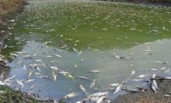 दाना नपाउँदा मर्न थाले माछा