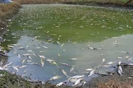 दाना नपाउँदा मर्न थाले माछा