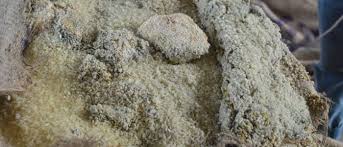 कुहिएको चामल राहतमा