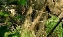 ‘ध्रुवे’ हात्तीलाई स्याटेलाइट रेडियोकलर जडान