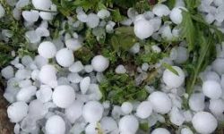 असिनाले स्याउ खेतीमा क्षति