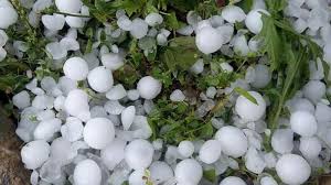 असिनाले स्याउ खेतीमा क्षति