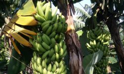 भारतीय केरा आयातमा रोक लगाउन माग