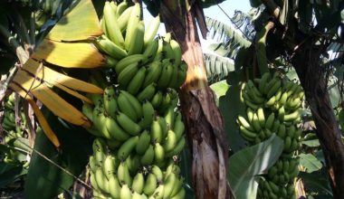 करोडौंँको केरा बारीमै सड्दै