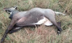 नीलगाई मृतावस्थामा फेला