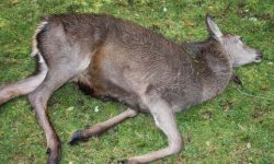 म¥यो दुर्लभ रतुवा