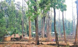 वन अतिक्रमण गरिएका संरचनाहरु भत्काइए