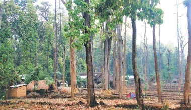 वन अतिक्रमण गरिएका संरचनाहरु भत्काइए