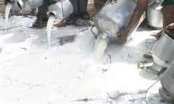 लकडाउनले दुग्ध क्षेत्रमा ठूलो घाटा, ७५ प्रतिशत दूध खेर !