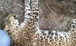 मृतावस्थामा चितुवा फेला