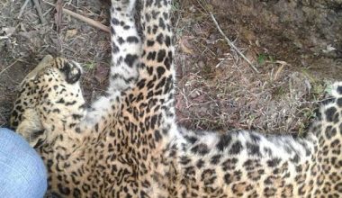 मृतावस्थामा चितुवा फेला