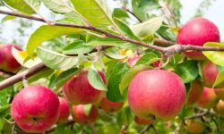 स्याउको बीमा गर्ने बढे