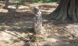 सर्लाहीको दशगजा क्षेत्र दिनदिनै अतिक्रमणको चपेटामा