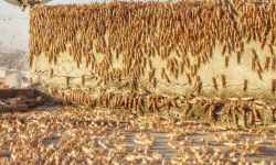 भारतबाट सलह नेपाल छिर्दै