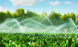 बुटवल उपमहानगरपालिका : कृषिमा प्रोत्साहन र प्रवद्र्धनका लागि अनुदान कार्यक्रम