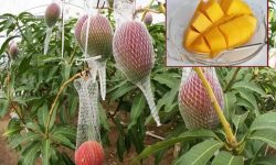 विश्वकै महँगो आप : कति होला मुल्य ?