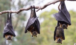 चमेरामा तीन किसिमको कोरोना भाइरस भेटियो