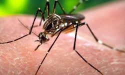 म्याग्दीमा थप २ जनामा डेंगुको संक्रमण फेला