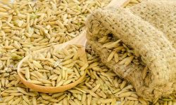 बर्दियामा अनुदानमा बीउ वितरण सुरु