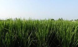 गरिमा धानको २० प्रतिशत राहत स्थानीय तहमा