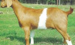 प्रहरी भवनमा बाख्रा र कुखुरापालन