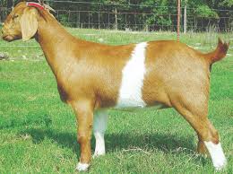 प्रहरी भवनमा बाख्रा र कुखुरापालन