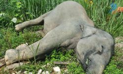 श्रीलङ्कामा ५० जङ्गली हात्तीको मृत्यु