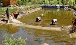 माछा चोरीको विषयमा झडप हुँदा चितवनमा एक प्रहरीसहित पाँच घाइते