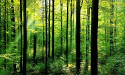 वन क्षेत्रमा सरकारको यस्तो नीति