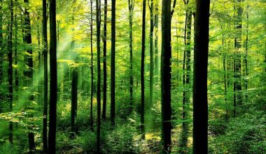 वन क्षेत्रमा सरकारको यस्तो नीति