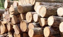 ‘लकडाउन’ अवधिमा चोरी कटानका काठ धमाधम बरामद हुँदै