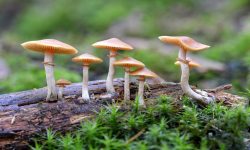 जंगली च्याउ खाँदा आमा छोरीको मृत्यु