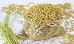 किन्न तयार छौंँ तर बीउ त चाहिंयो !