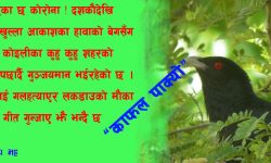 काठमाडौं शहरमा ‘कुहु कुहु’ : समानतामा अधिकारको उपभोग गर्दै कोइली