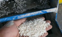 क्वारेन्टाइनमा अखाद्य चामल